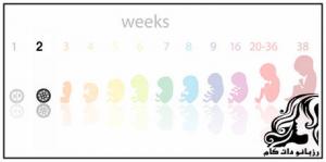 بایدها و نبایدهای هفته دوم بارداری