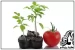 آموزش پرورش گوجه فرنگی در خانه