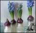 پرورش گل و گیاه و آموزش کاشت پیاز گل سنبل برای هفت سین