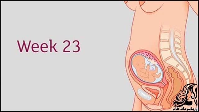 https://up.rozbano.com/view/2799794/Twenty%20third%20week%20of%20pregnancy-02.jpg