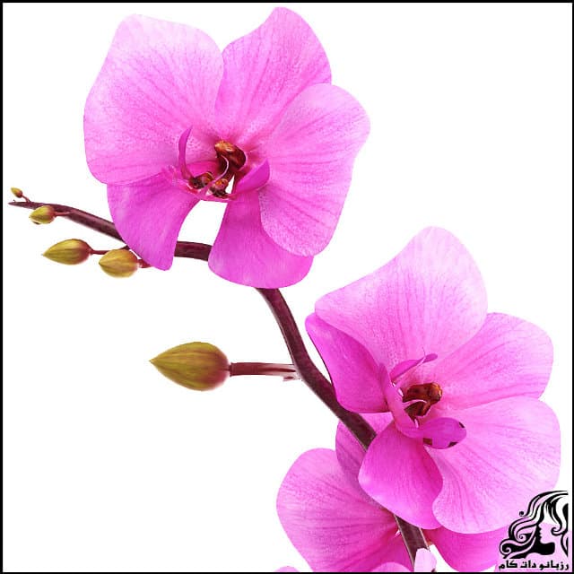 https://up.rozbano.com/view/3061650/Orchid%20flower-02.jpg
