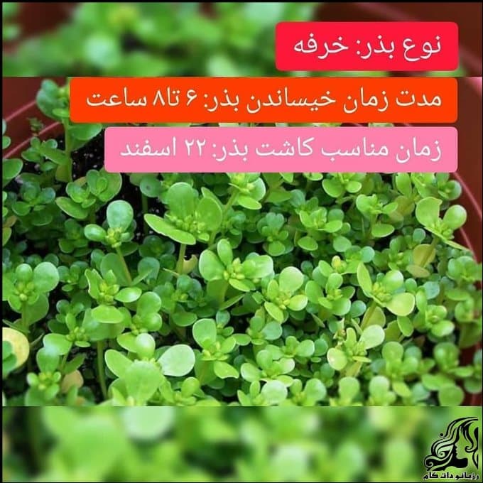 https://up.rozbano.com/view/3312182/Timing%20of%20planting%20greens%20with%20different%20seeds-01.jpg